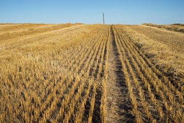 alan manzara kırpılmış