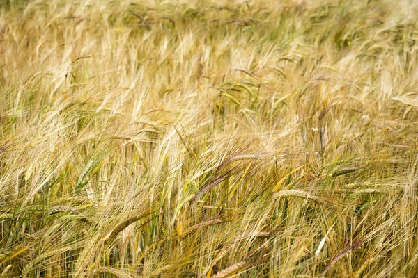 Fragmento de campo de trigo —  Fotos de Stock