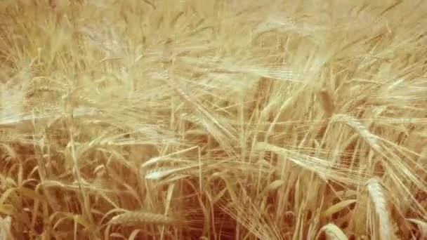 Спелые стебли пшеницы — стоковое видео