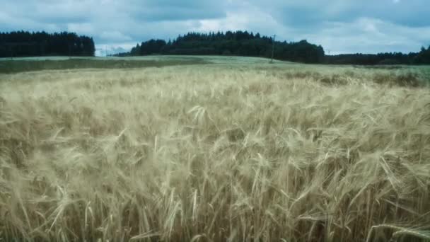 Pole pszenicy wietrznie — Wideo stockowe