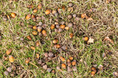 Der Herbst en son öldü Eicheln düştü.