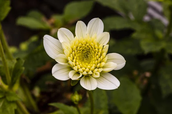 Letzten Blueten Der Dahlie — Stockfoto