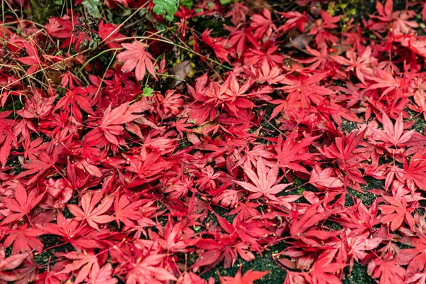 Der Herbst Veraendert Die Pflanzenwelt — Fotografia de Stock