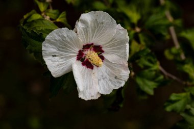 Die letzte Bluete des Hibiskus am Ende Oklahoma