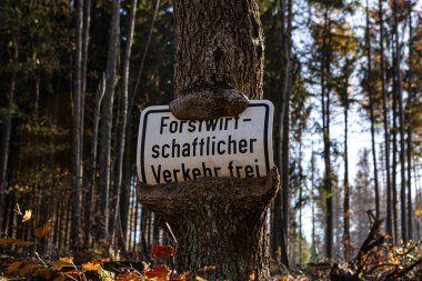 Der Mensch kann ihn nur stren. Der Wald am Ende