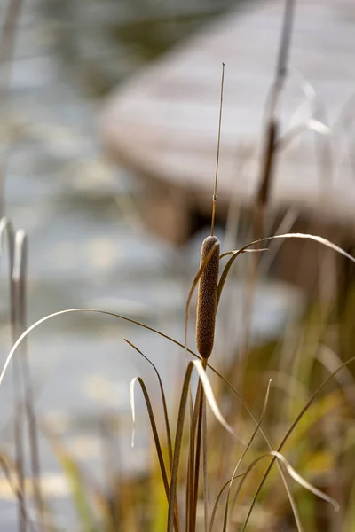 Rohrkolben Geben Dem Ufer Ein Huebsches Dekor — Stock Photo, Image