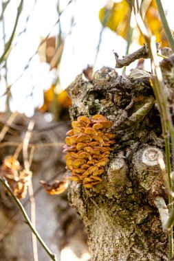 Stockschwaemmchen entwickeln sich an der Linde