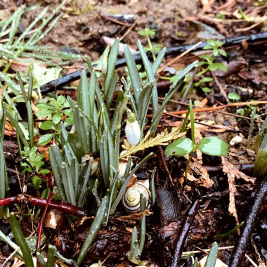 Das erste Schneegleckchen wird von einer Schnecke besucht.