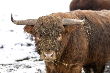 Sein hasılat Horn Traegt der Bulle mit Stolz