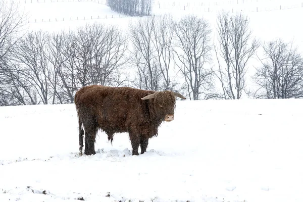 Bei Schneefall Auf Der Weide — Stock Photo, Image