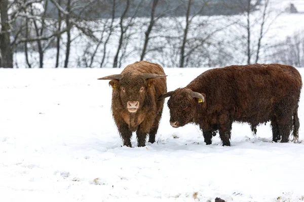 Zwei Schwergewichte Schnee — Foto Stock