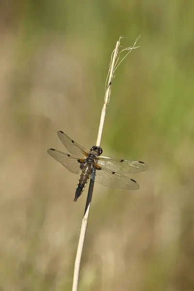 Eine Libelle Lsst Ihre Fluegel Der Morgensonne Trocknen — Fotografia de Stock