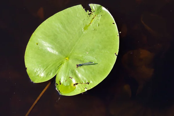 Eine Azurjungfer Rastet Aus Einem Grossen Blatt See — Foto Stock