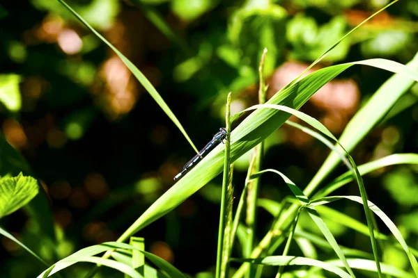 Blaue Azujungfer Ένα Einem Schilfrohr Στο Der Sonne — Φωτογραφία Αρχείου