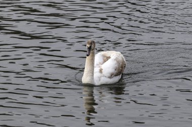 Der junge Hoeckerschwan zieht Stolz durch den