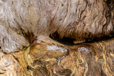 Kleine Eiskristalle auf einem alten Baumstamm. Die Strukturen und Farben harmonisieren