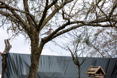 Auf dem Apfelbaum fuehlt sich der Eichelhher sicher. Lieber waere er im Futterhaus 