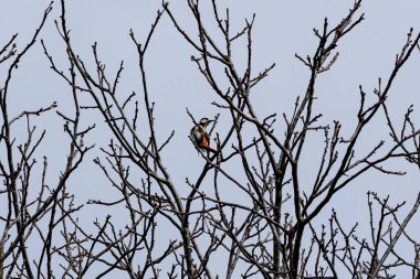 Akrobatisch klettert der Buntspecht durch die auussersten Zweige des Walnussbaums