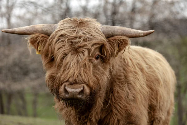 Schottische Hochland Rinder Koennen Oft Nur Durch Ihr Dichtes Fell — Foto Stock