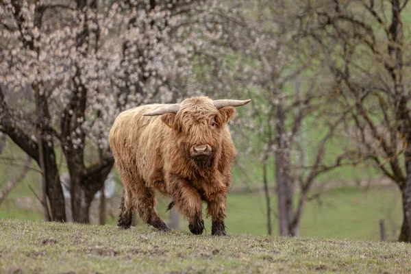 Schottische Hochlandrinder Sind Sehr Ágil Tiere Bewegung Sehen Sie Sehr —  Fotos de Stock