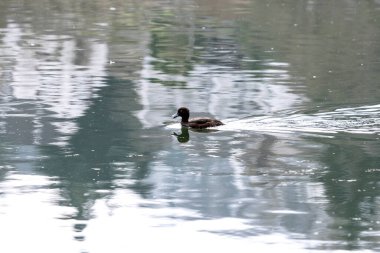 Eine Reiherente zieht ueber den See, wo nur ist der Erpel
