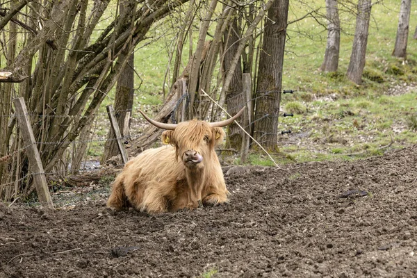 Die Schottische Hochlandkuh Zeigt Ihre Lange Zunge — Photo