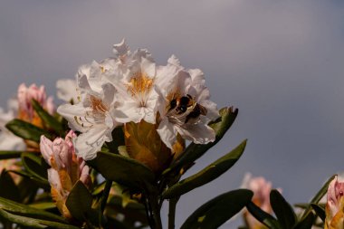 Schlechtes Wetter, Biene Nicht ab ihren Nektar zu sammeln 'i ziyaret etti.