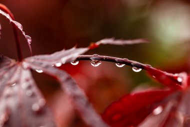 Der Regentropfen stells alles auf den Kopf