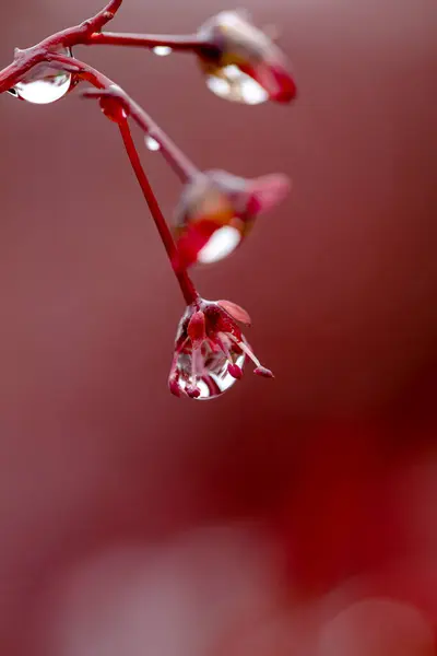 Die kleine Kospe des Ahorn Einen Regentropfen Festivali 'ne katıldı.