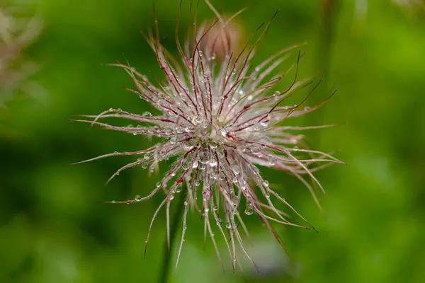 Sehr Filigran Wirkt Die Verbluehte Kuechenschelle Nach Dem Regen —  Fotos de Stock