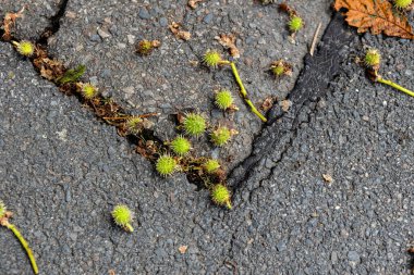 Das heftige Gewitter und der Sturm haben die kleinen Kastanien vonm Baum geschlagen
