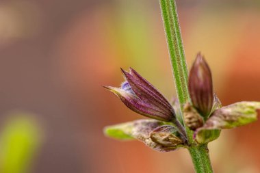 Öl Salbeibluete ist schon zu erkennen