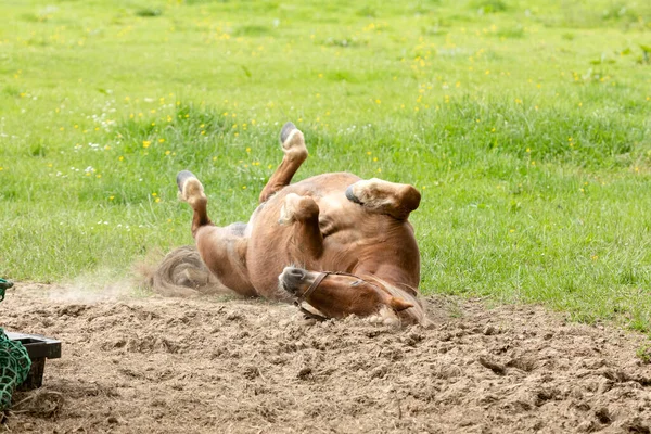 Eine Rolle Macht Das Pferd Hier Auf Der Weide — Stockfoto