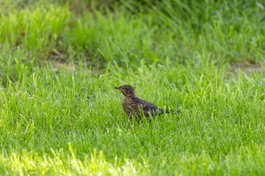 Geber Drossel ist auch bei der Futtersuche sehr aufmerksam