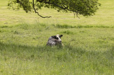 Eine Kuh liegt im Schatten einer Eiche und blickt zurueck