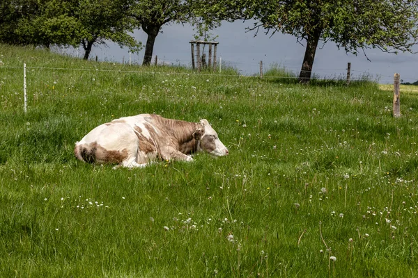 Eine Junge Kuh Geniesst Die Warmende Sonne Obwohl Ein Gewitter —  Fotos de Stock