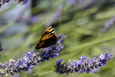 Da steckt der kleine Fuchs, Die Bluete 'deki Ruessel tief' i gördü.