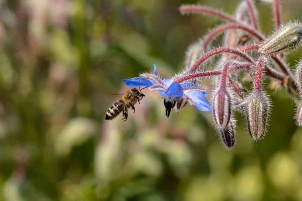 Wildbiene Anflug Auf Den Bluehenden Borretsch — 图库照片