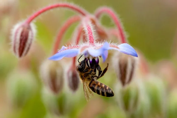 Blueten Des Borretsch Sind Sehr Beliebt Bei Bienen — 图库照片