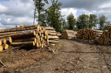 İyi geceler Uebrig Vom Fichtenwald