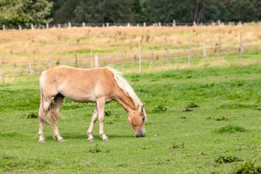 Ihr scheint das kuehle Wetter wenig anzuhabnen