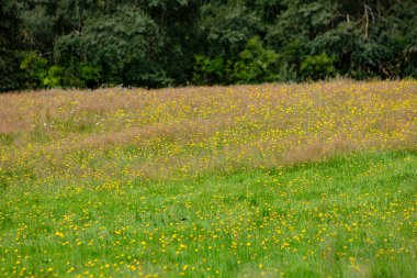 Bunte Waldwiese in voller Bluete