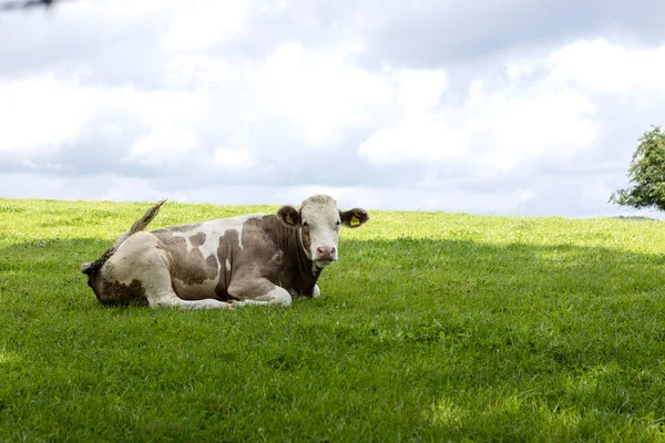Diese Kuh Laesst Sich Von Diesen Vielen Fliegen Nicht Aus — Foto Stock