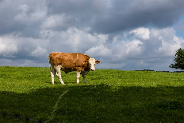 Licht Und Schaden Praegen Den Sommer Und Das Leben Auf — Stock fotografie