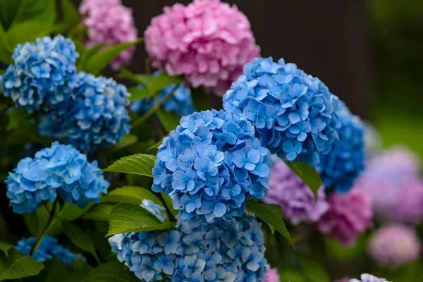 Herrliche Hortensienbluete am Abend