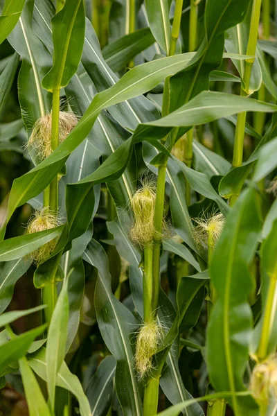 Mais Gedeiht Sehr Gut Diesem Sommer — Zdjęcie stockowe