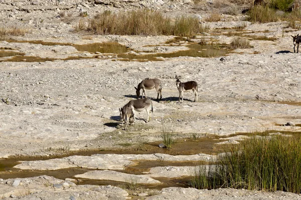 Wadi al Mayh içinde yaban eşeği