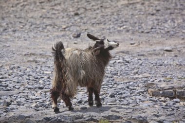 Hiçbir el ücretsiz