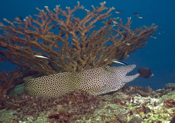 Drei-Fuß-Fische — Stockfoto