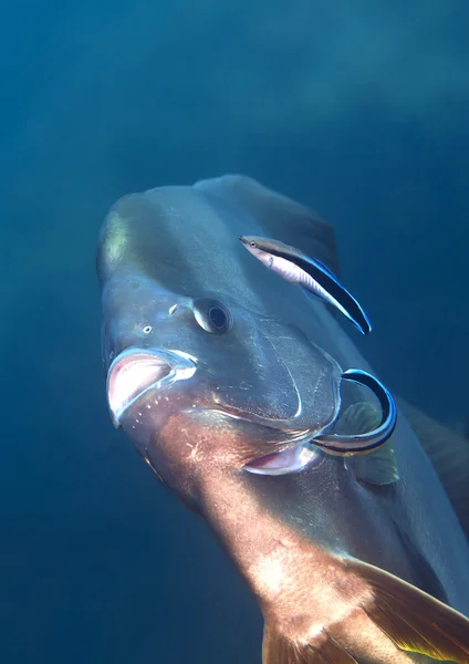 Ekip çalışması içinde temizlik hizmeti